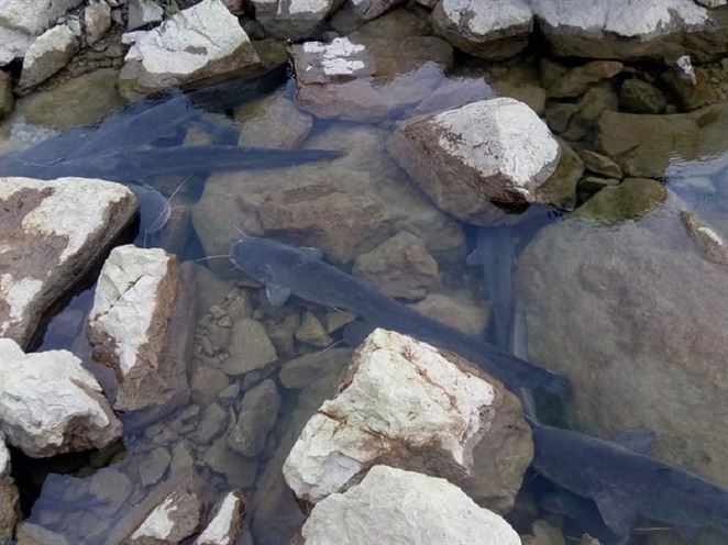 Úhyn rýb v Čunove: Envirorezort preverí, či pochybili vodohospodári