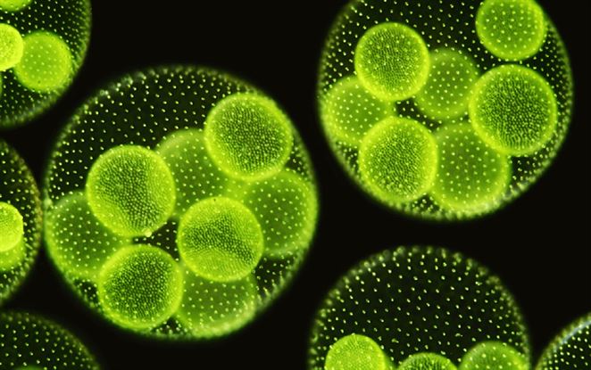Riasy z odpadových vôd môžu slúžiť ako cenné biopalivá aj bioplasty