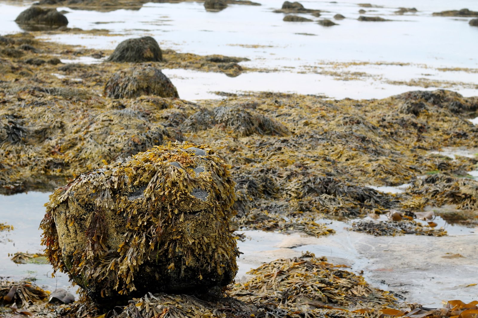Morská tráva dokáže odstrániť mikroplasty z oceánu 