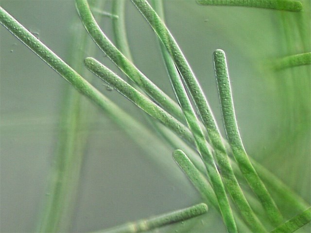 Mikroskopický záber siníc rodu Oscillatoriales. Foto: Wikimedia Commons